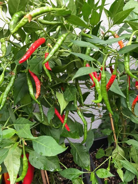 Jati Jolokia chili seeds for planting and growing chili pepper plants in a home vegetable garden.