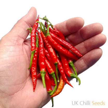 Jati Jolokia chili seeds for planting and growing chili pepper plants in a home vegetable garden.