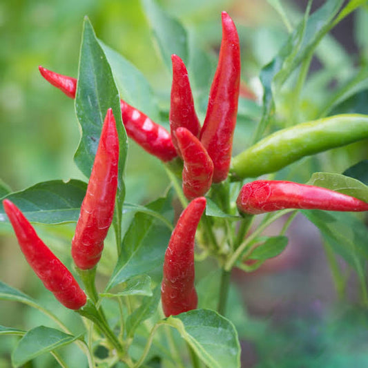 Jati Jolokia chili seeds for planting and growing chili pepper plants in a home vegetable garden.