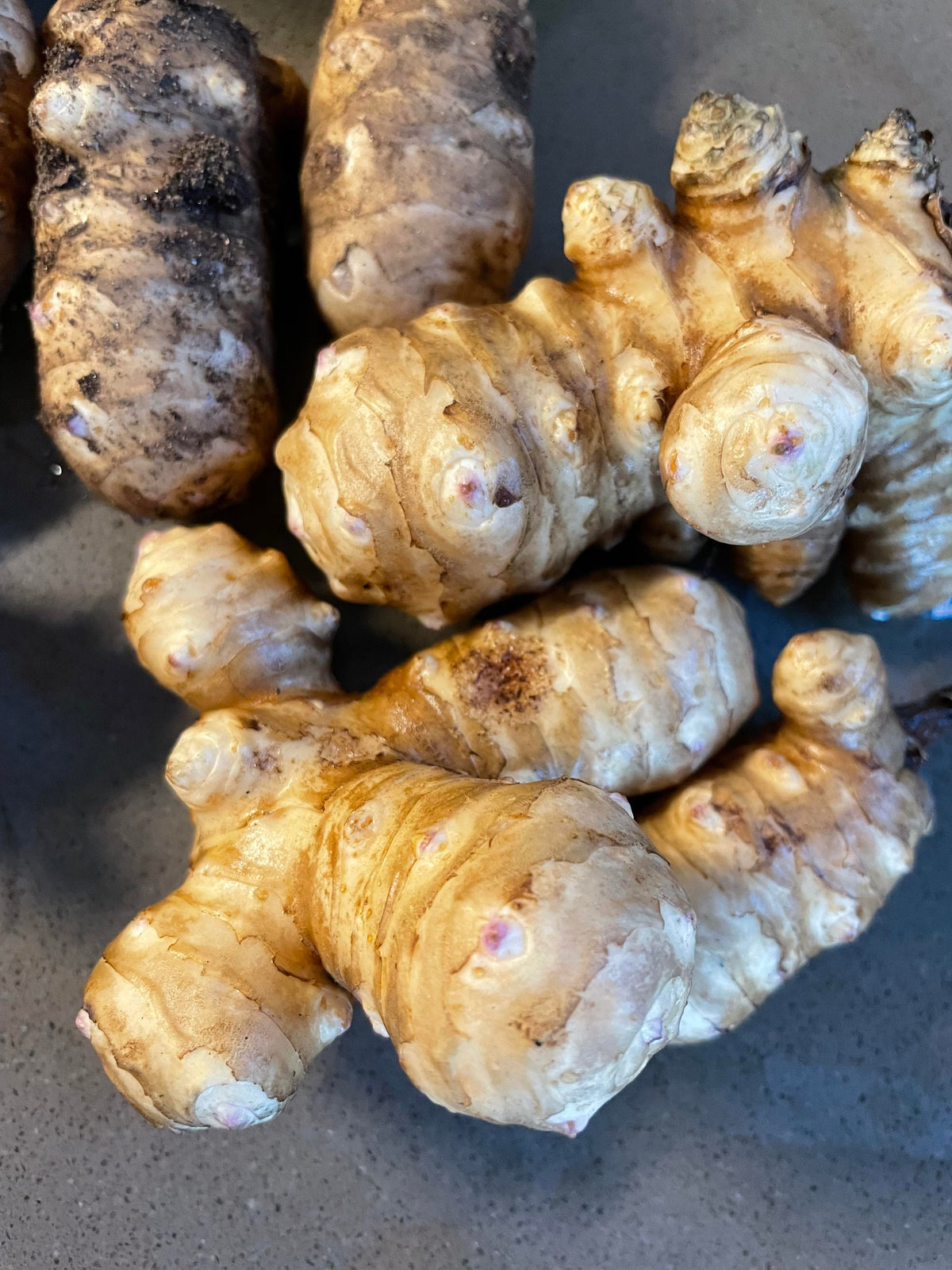 Jerusalem artichoke plant with tall green stems, broad leaves, bright yellow sunflower-like flowers, and edible underground sunchoke tubers.