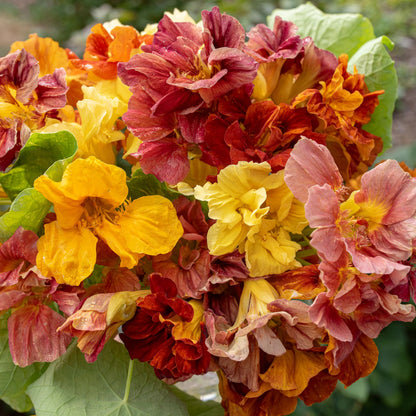 Jewel Mix Nasturtium flowers in vibrant yellow, orange, and red shades with green foliage