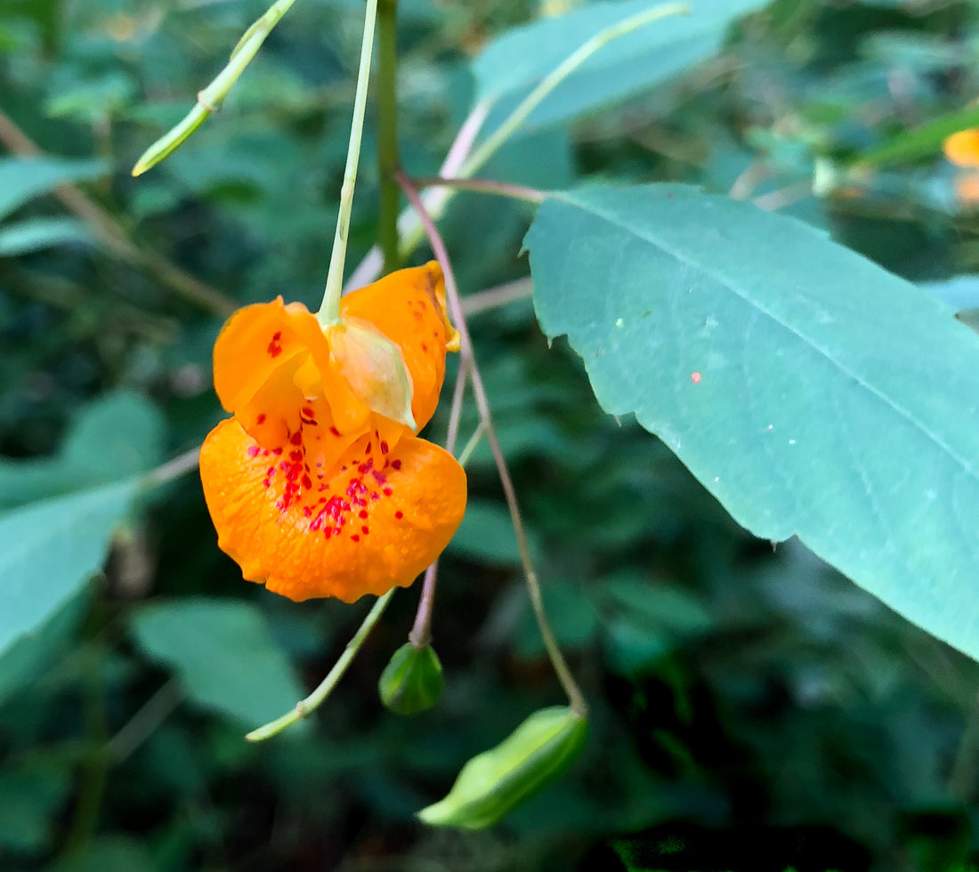 Jewelweed Native flower seeds