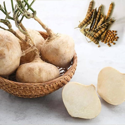Mexican Yam Bean Garden Seeds with jicama roots and vigorous climbing vines