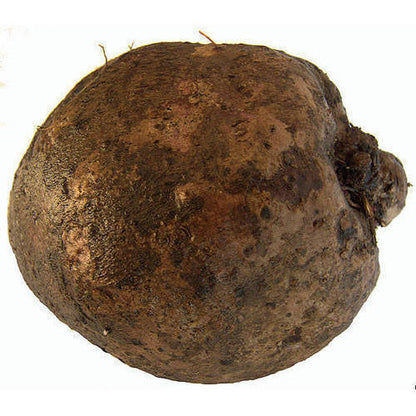Brown Yam Bean Seeds for planting with jicama roots and vigorous green vines