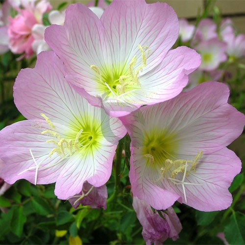 Mexican Evening flower seeds