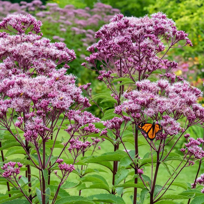 Perennial Joe Pye plant