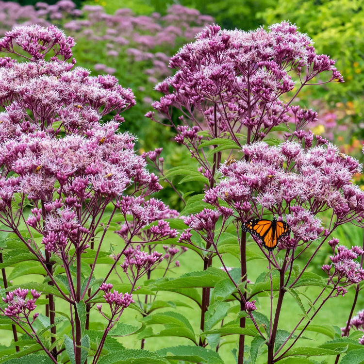 Perennial Joe Pye plant