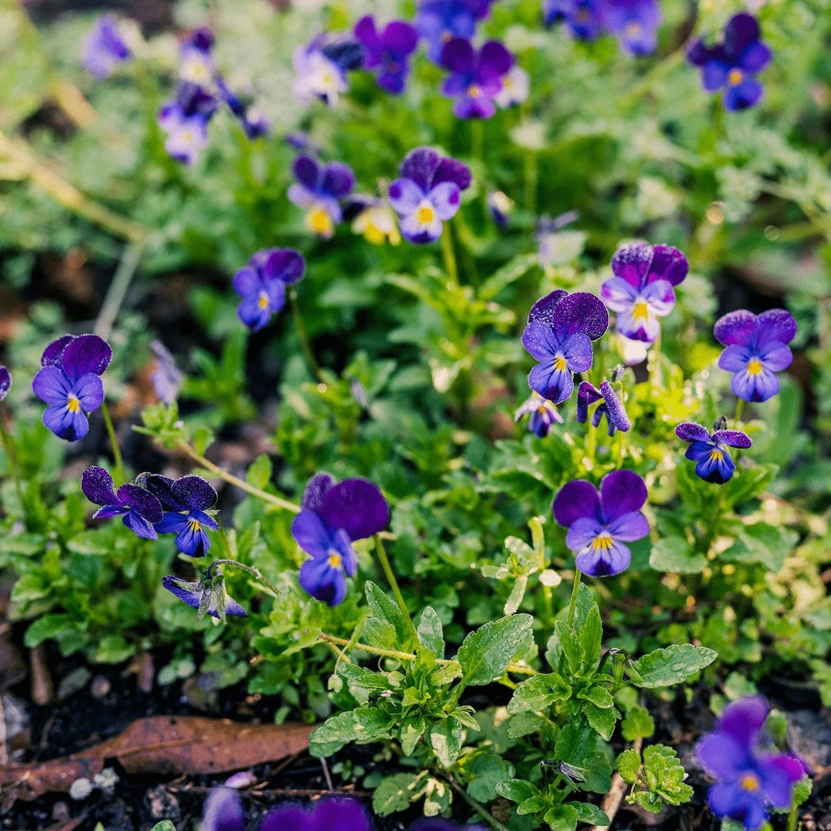 Johnny Jump Up plant