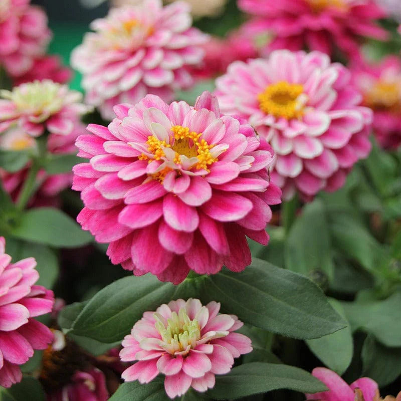 Johnsons flower seeds