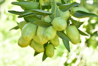 jojoba tree seeds