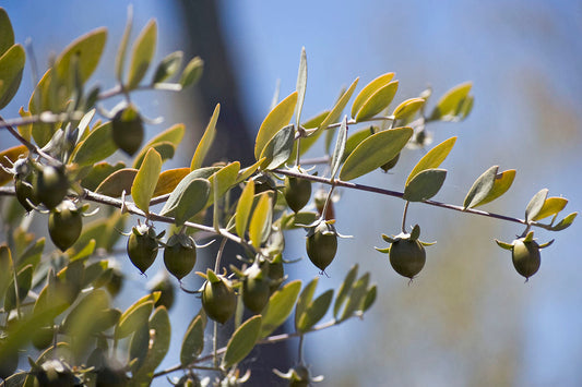 Jojoba Simmondsia chinensis Tree Seeds for Planting – Heirloom Non-GMO Garden Seeds