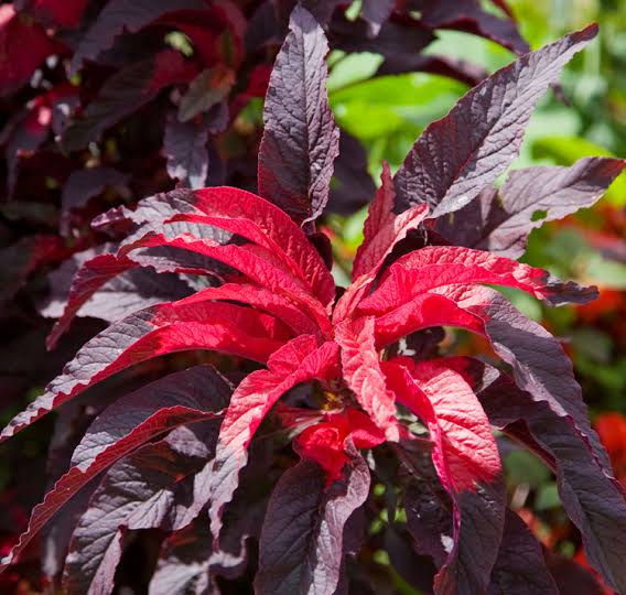Amaranthus Tricolor Flower Seeds for planting with colorful red green purple and gold foliage