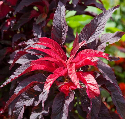 Amaranthus Tricolor Flower Seeds for planting with colorful red green purple and gold foliage