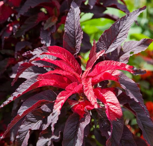 Amaranthus Tricolor Flower Seeds for planting with colorful red green purple and gold foliage