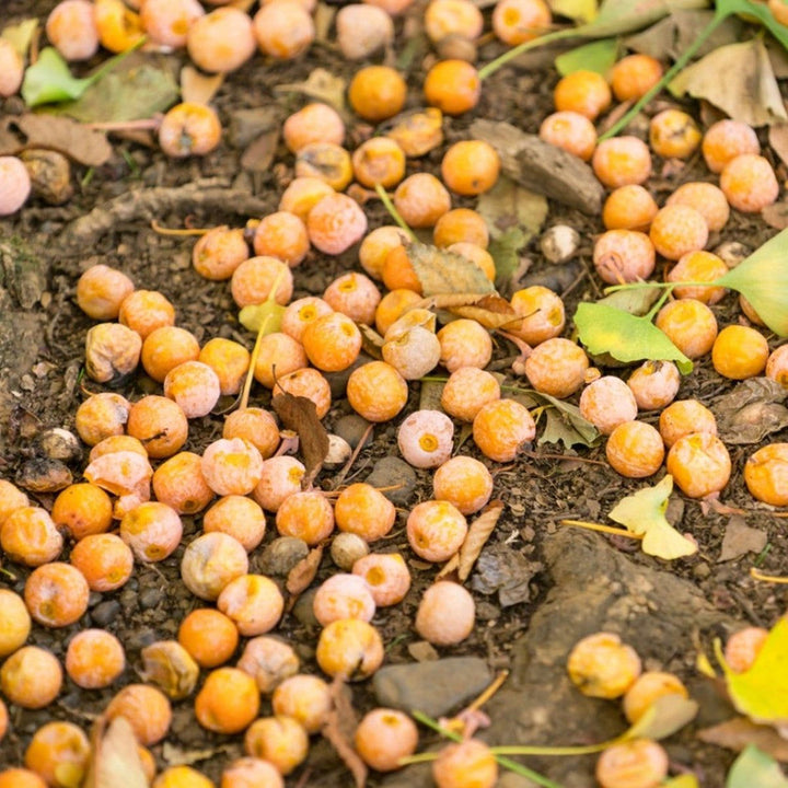 Green Walnut Tree Seeds for Planting – Heirloom Non-GMO Garden Seeds