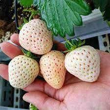juicy strawberry seeds
