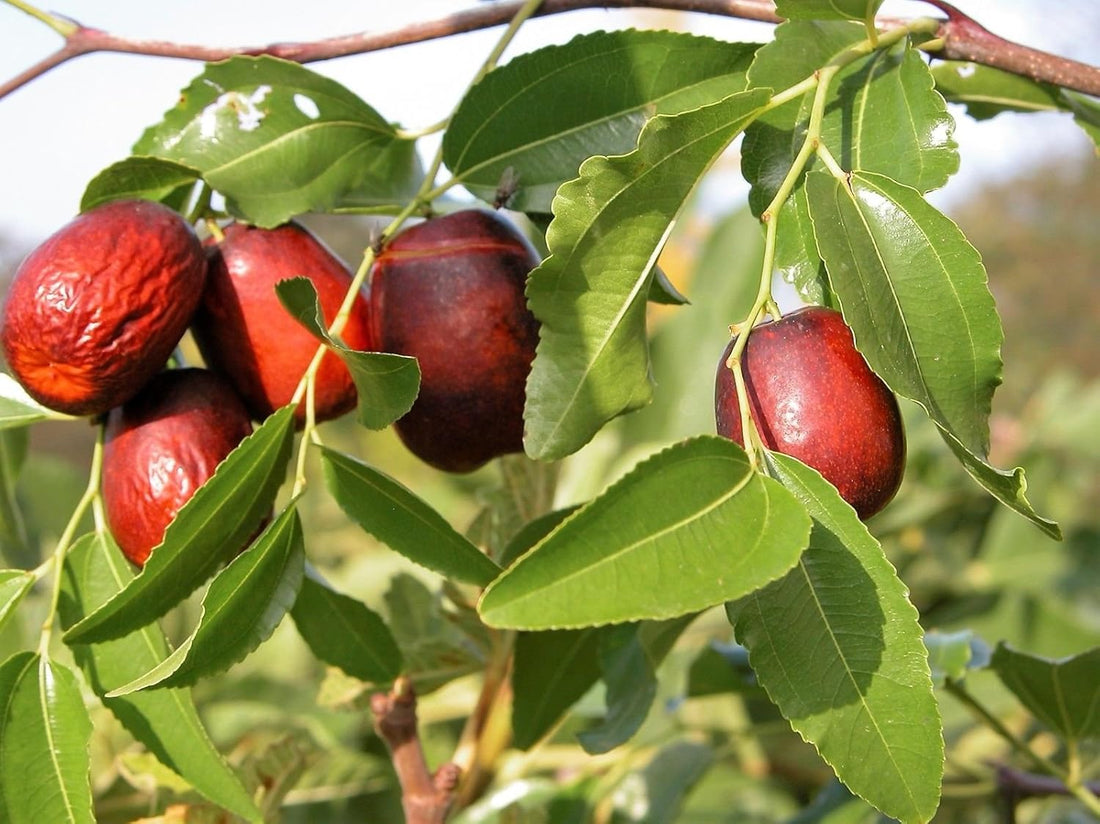 asian date jujube seeds