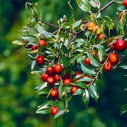 Jujube Tree Seeds for Planting – Heirloom Non-GMO Garden Seeds