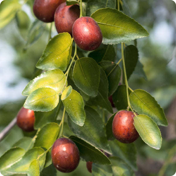 jujube tree seeds