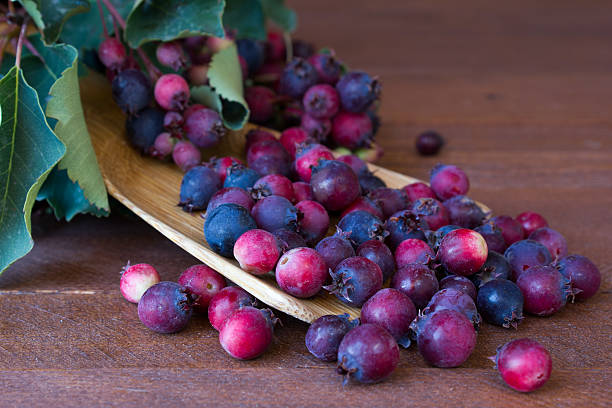 Juneberry fruit plant with clusters of ripe purple-blue berries, green leaves, and delicate white spring flowers in a home garden.