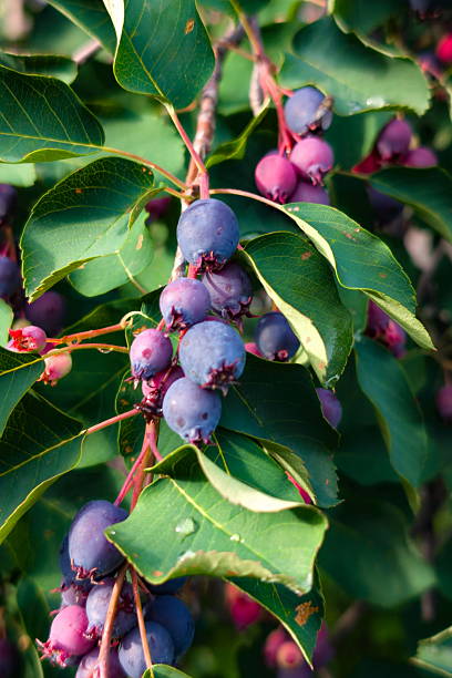 Juneberry fruit plant with clusters of ripe purple-blue berries, green leaves, and delicate white spring flowers in a home garden.