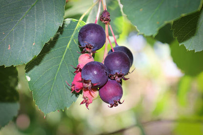 Juneberry fruit plant with clusters of ripe purple-blue berries, green leaves, and delicate white spring flowers in a home garden.