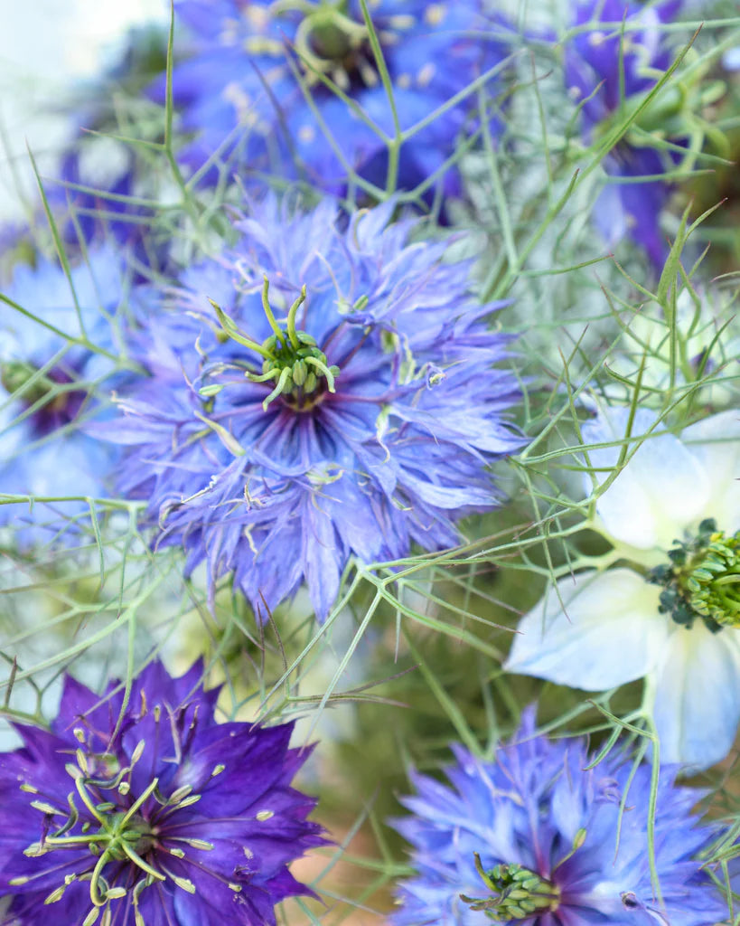 Nigella Damascena flower seeds