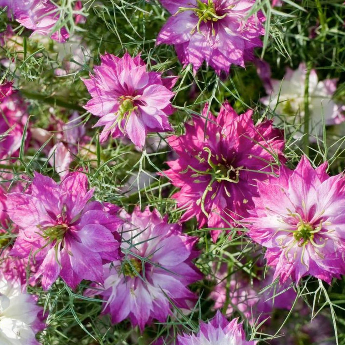 Pink Nigella flower seeds