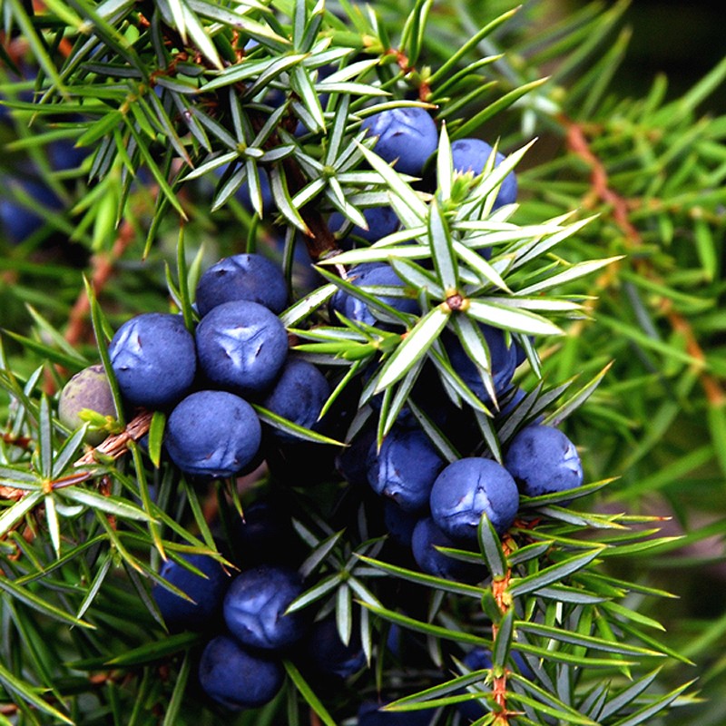 Juniper Berry seeds for planting – heirloom evergreen garden variety