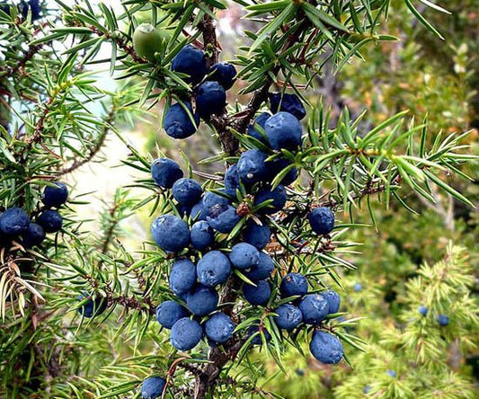 evergreen juniper seeds