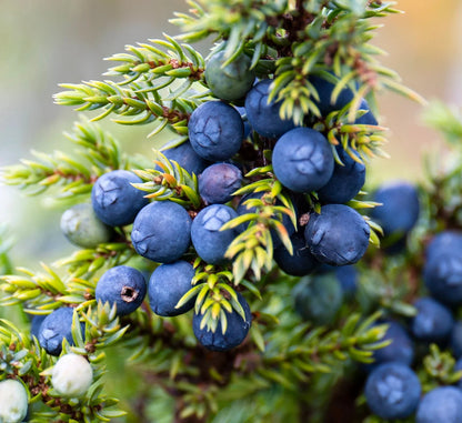 Juniper Berry seeds for planting – heirloom evergreen garden variety