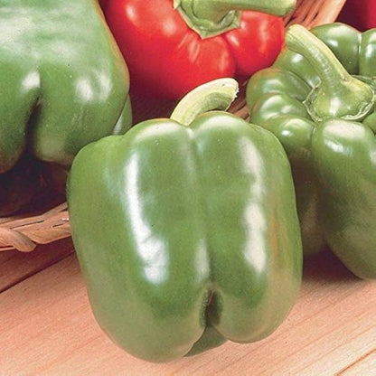 Jupiter Pepper Seeds