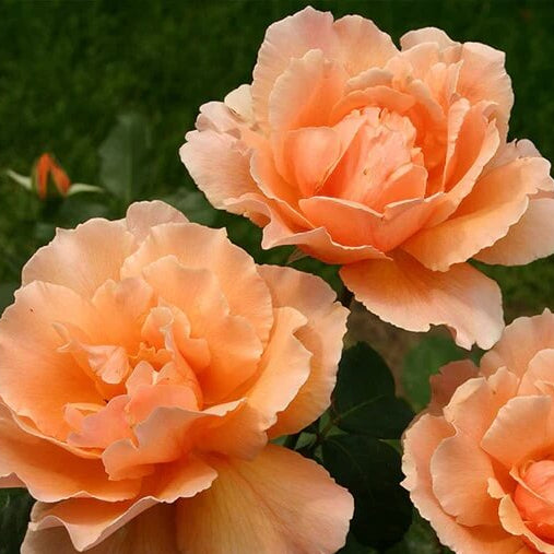 Hybrid Tea Rosa plant