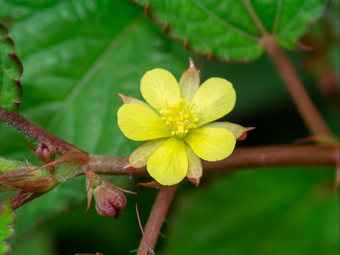 Corchorus flower seeds