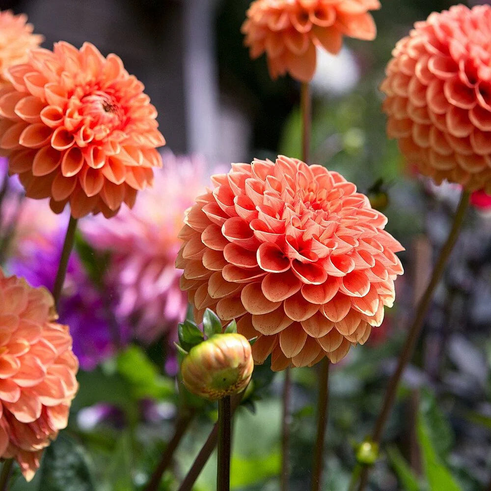 Light Orange flower seeds