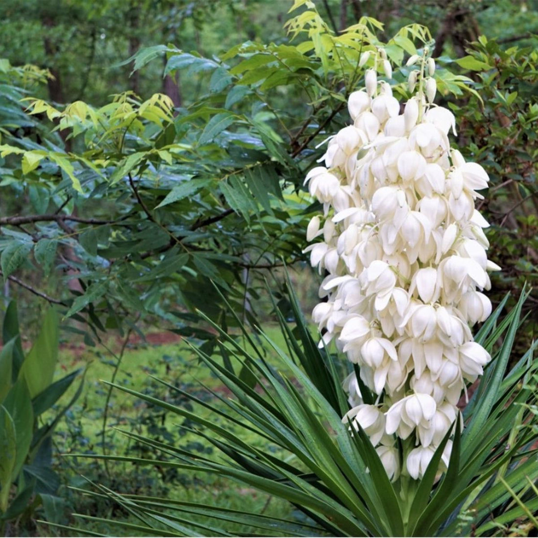 Yucca flower seeds