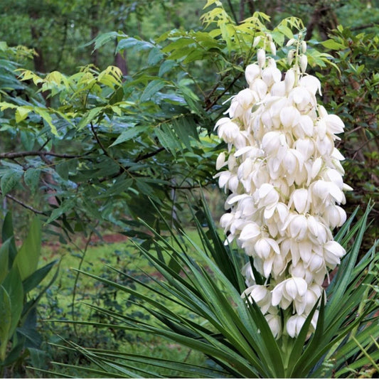 Yucca flower seeds
