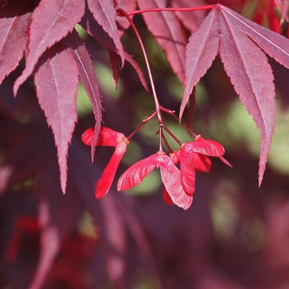 Japanese Maple plant