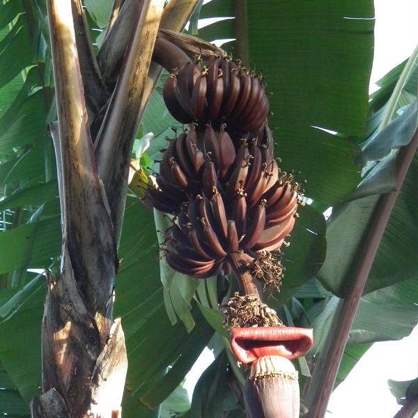 brown banana seeds