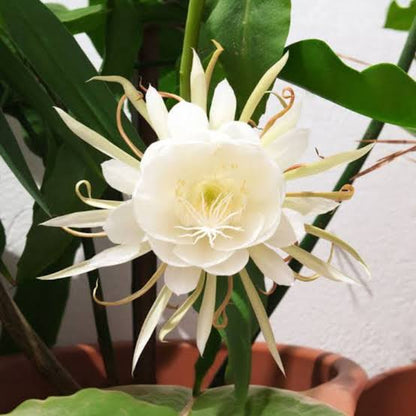 Kadupul flower (Epiphyllum oxypetalum) featuring large fragrant white night-blooming flowers and long, flattened green stems.