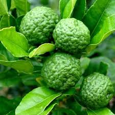 Kaffir Lime Fruit Seeds for Planting – Heirloom Non-GMO Garden Seeds