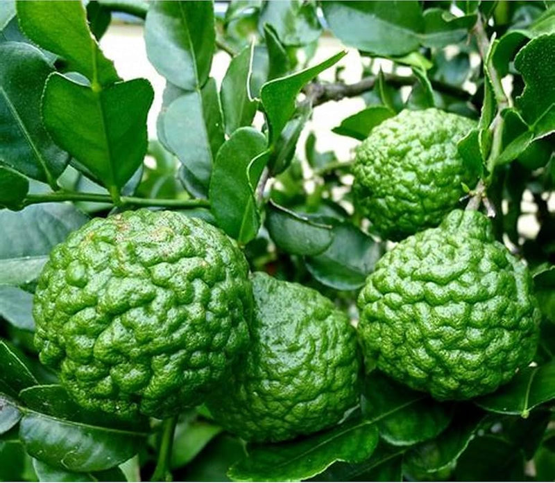 Kaffir Lime Fruit Seeds for Planting – Heirloom Non-GMO Garden Seeds