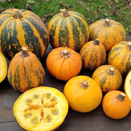 Kakai Hull-Less Pumpkin Seeds for Planting