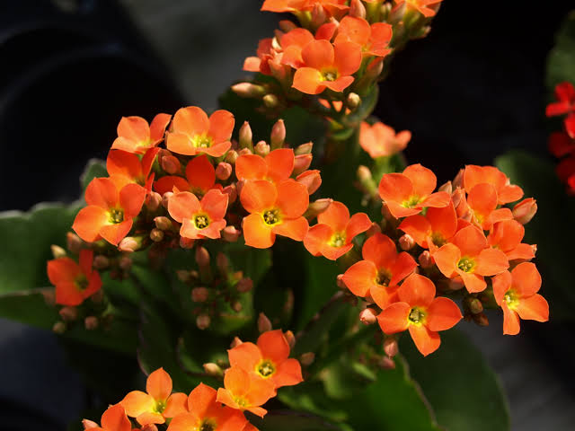 Red orange Kalanchoe flowers growing on a healthy flowering plant