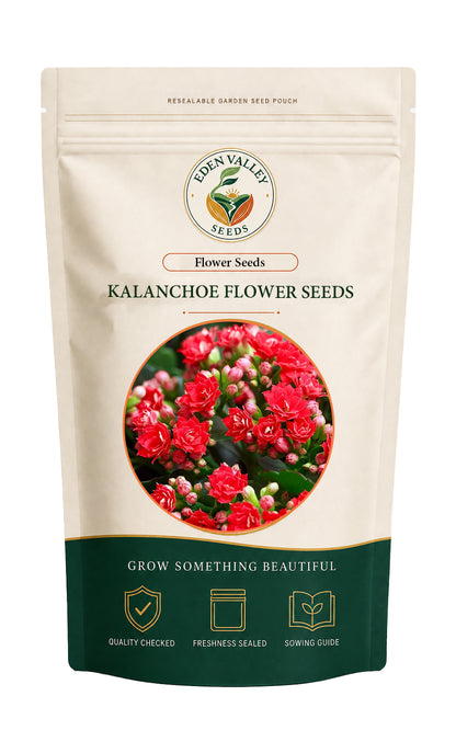 Kalanchoe Flower Seeds for home gardens