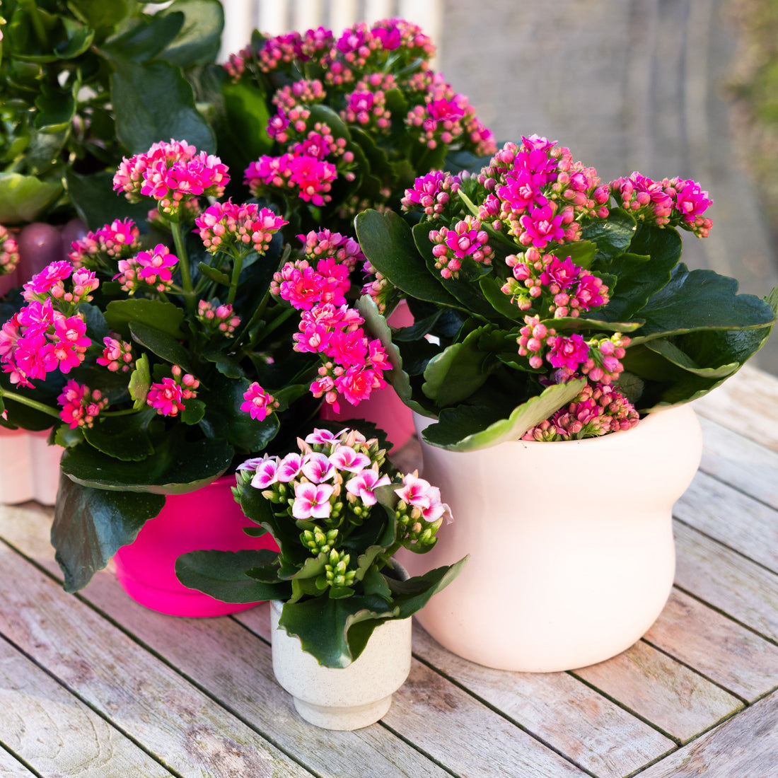 Purple Kalanchoe flower seeds