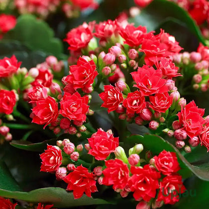 Mixed Kalanchoe Flower Seeds for Planting – Heirloom Non-GMO Garden Seeds