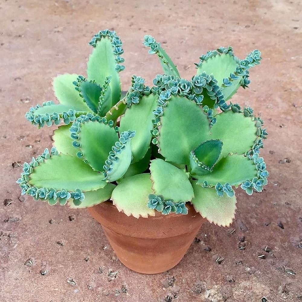 Green Kalanchoe flower seeds
