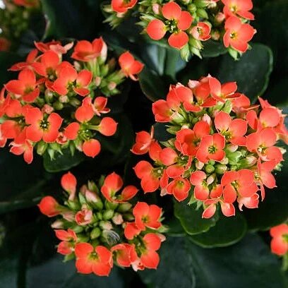 Red orange Kalanchoe flowers growing on a healthy flowering plant