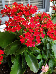 Flowering Kalanchoe Growing on Sunny Windowsill
